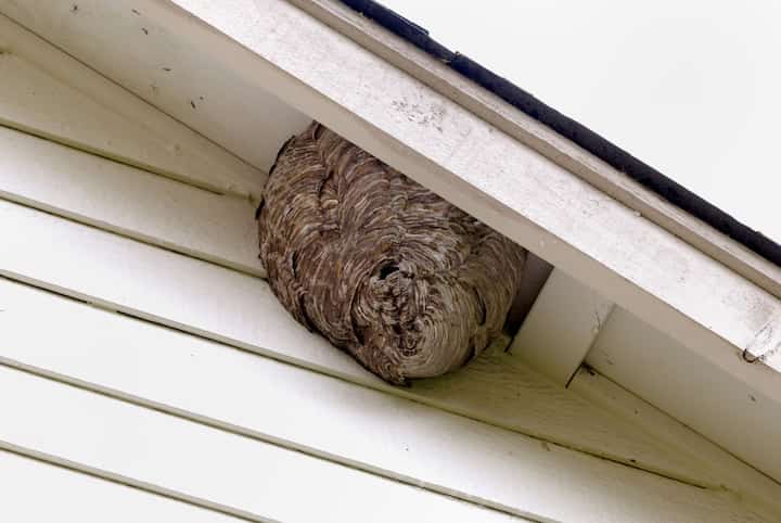 sanibel pest control
